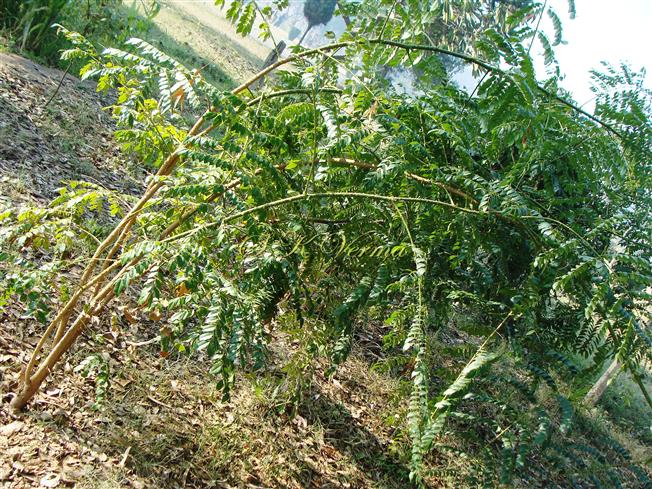  Plant